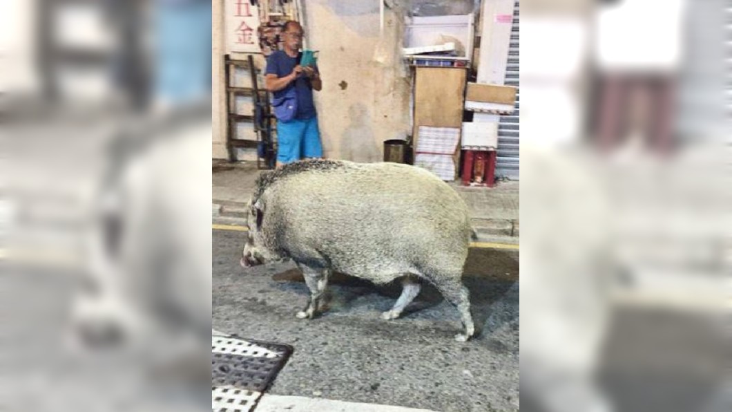 野豬闖紅燈、翻廚餘 港府:民眾「餵養」惹禍