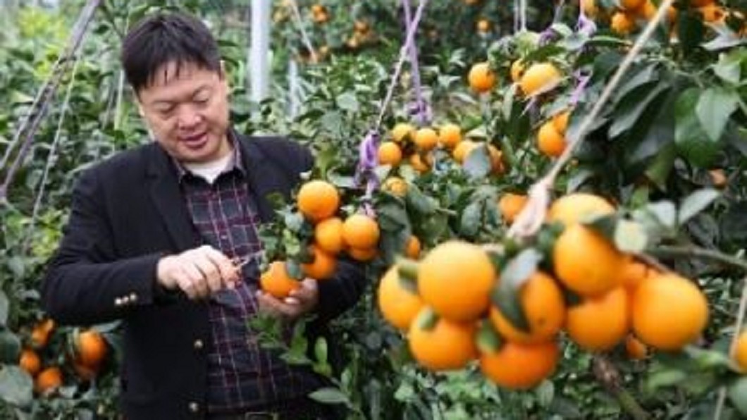 陸產「柑橘界愛馬仕」！單價破百　過年禮盒夯