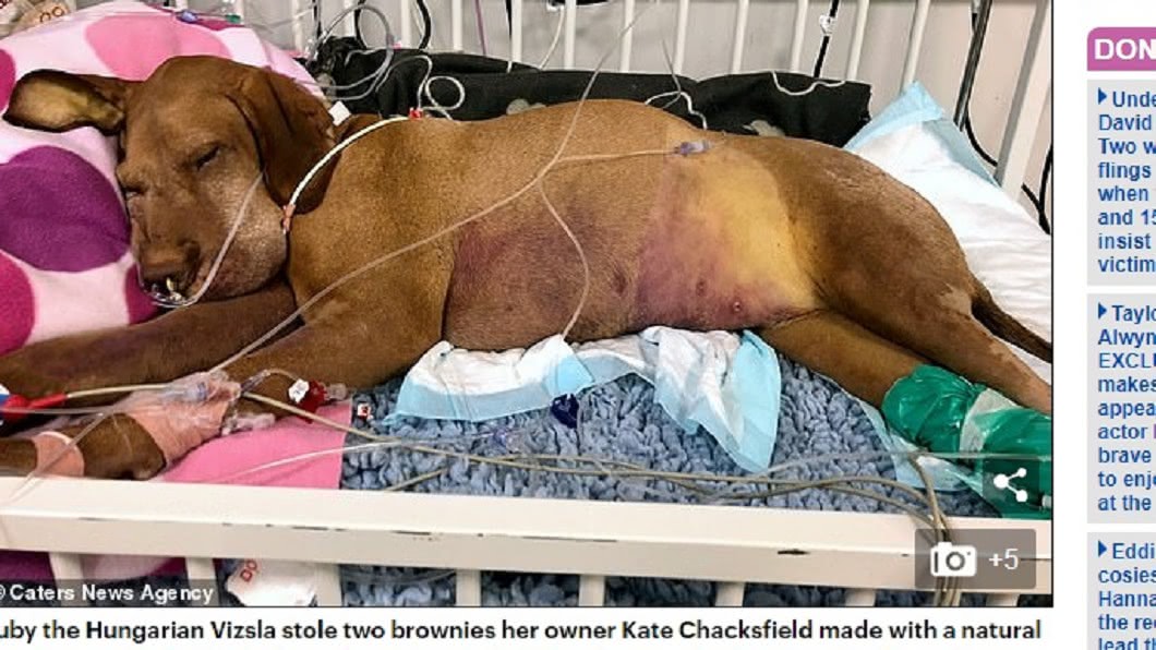 偷咬木糖醇蛋糕中毒亡 她痛心拍下愛犬臨終照