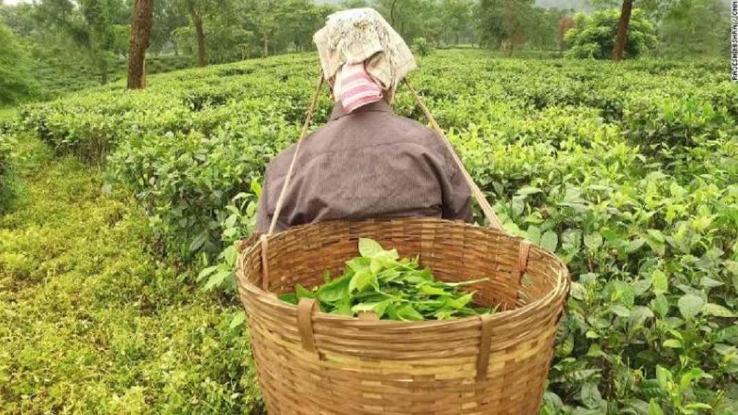 阿薩姆紅茶摻血汗 孕婦無休日採24公斤茶葉