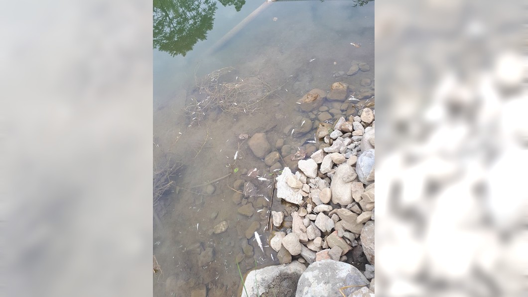 國姓鄉野溪魚蝦大量暴斃 排除人為下藥毒魚