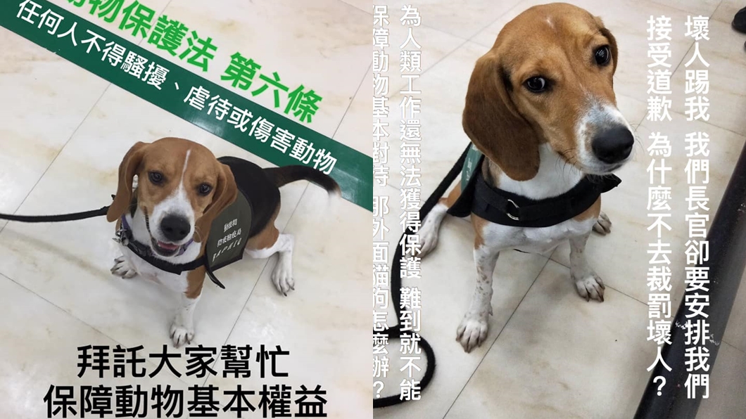 護國神犬被踹了! 移民官跋扈嗆:就是不喜歡狗