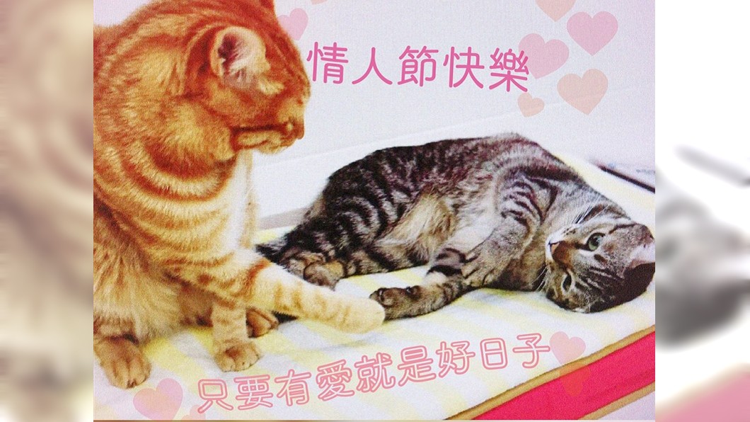 圖／取自蔡英文LINE帳號