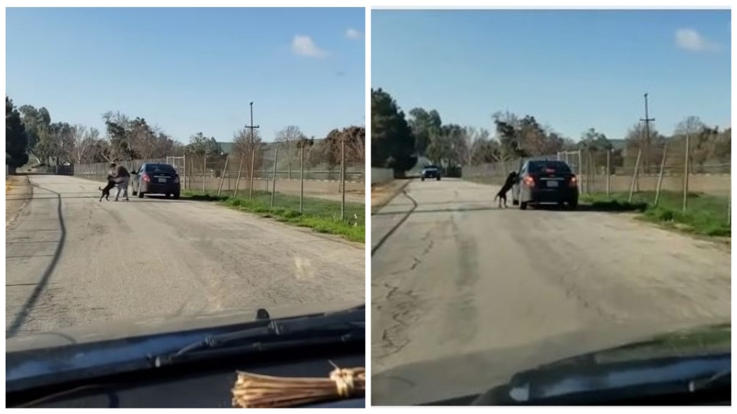 遭狠心飼主丟包路邊　忠犬在車旁猛追哀求別棄養