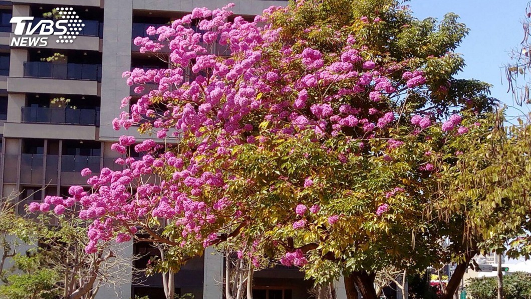 暖冬樹木提前開花 中市公園可追花賞樹
