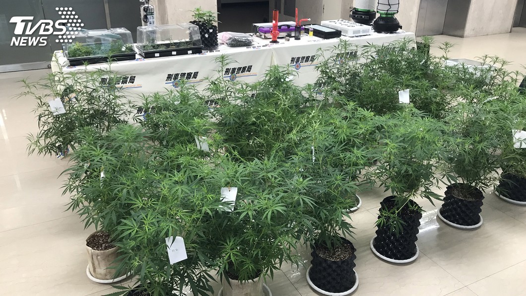 五股住家內種大麻　刑事局掌握線索逮人