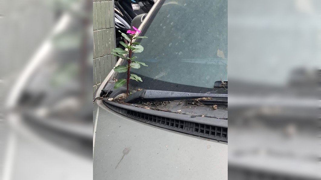 車停太久竟長花！他發文抱怨　網虧：車內長靈芝了