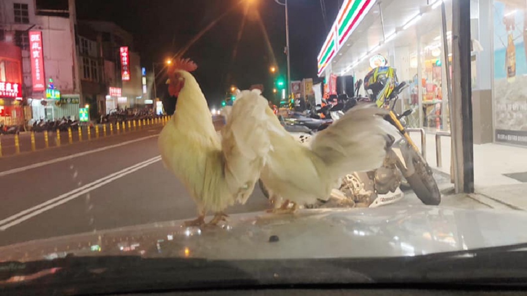 驚見2白雞停在車上…網笑帶回煮來吃　他勸「撿了會衰」