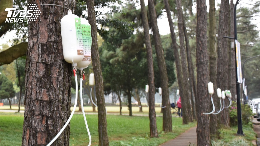 中大搶救松樹大作戰 每年花百萬為樹打點滴
