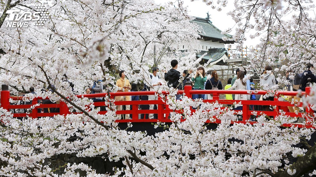 遊日注意!今年櫻花盛開期 估東京3/30京都4/2
