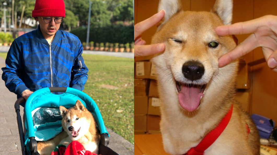 養18年愛犬離世!黃子佼千字洋蔥文送別:兒子再見了
