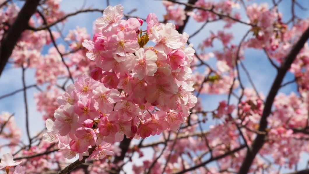 日本賞櫻今年要提早! 東京河津櫻已滿開