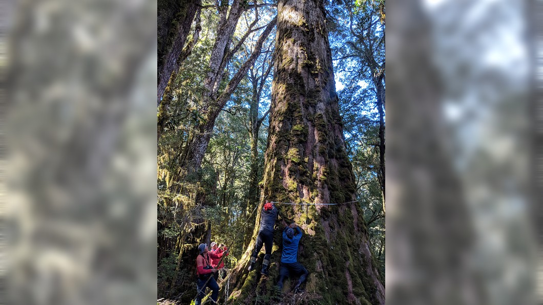 尋訪中央山脈裡的巨木　空拍台灣杉美極了