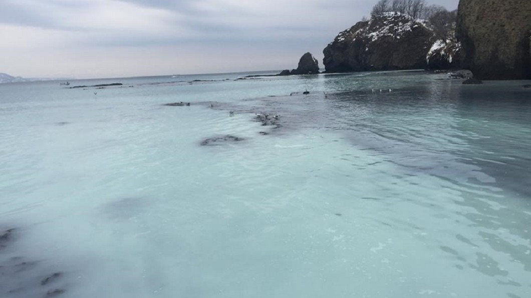 鯡魚群求偶「集體噴發」　沿岸轉眼成「乳白海洋」