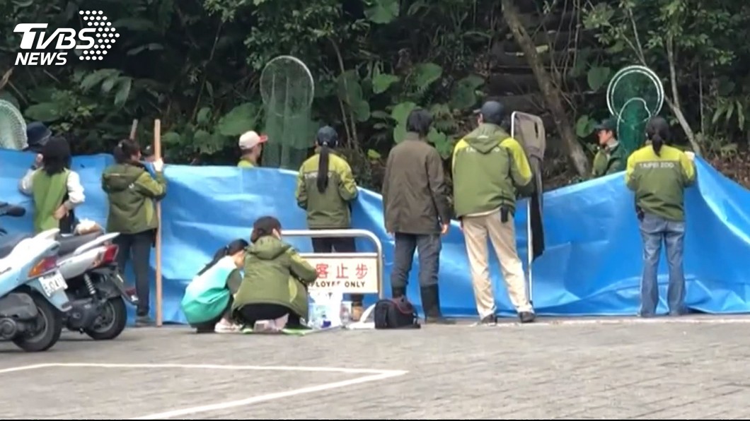 虛驚!5隻野狗闖動物園 僅抓1隻、其餘逃竄暫無影響