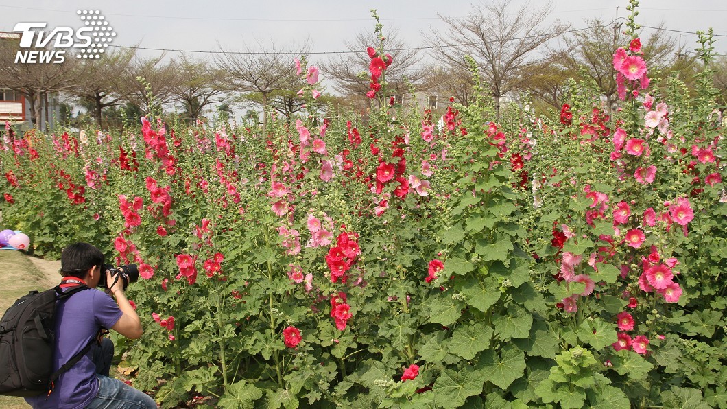 學甲蜀葵花成特色 攝影家拍出人文風情