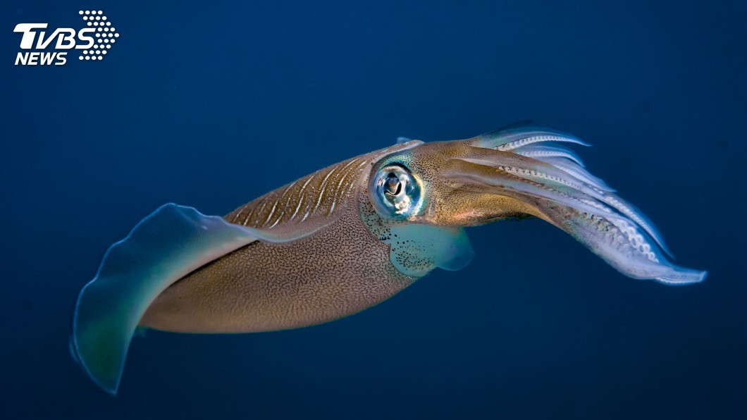 研究:魷魚體內蛋白質有望成為塑膠替代品