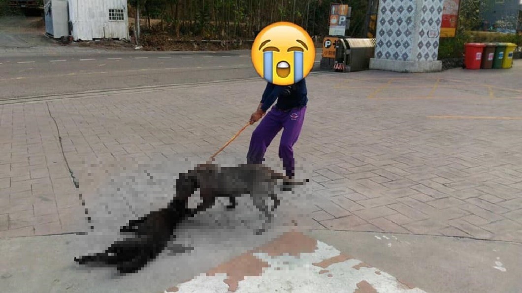 比特犬狠咬半小時…黑狗慘死 飼主淡回:不小心跑出來