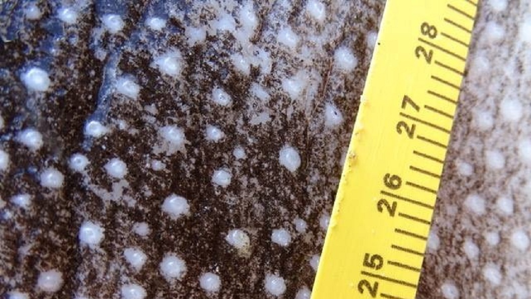 事後調查發現,這種魚名為「騙子太陽魚」,牠身長超過2公尺,重達2噸。(圖/翻攝自臉書)