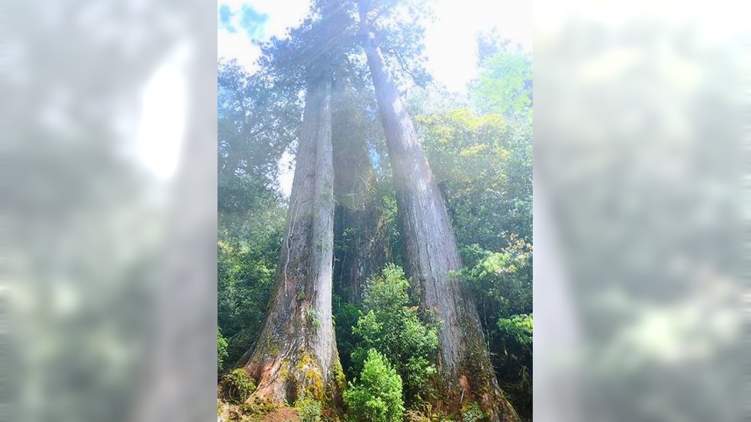 山老鼠強摘樹瘤 千年林木被「開膛剖腹」全毀了