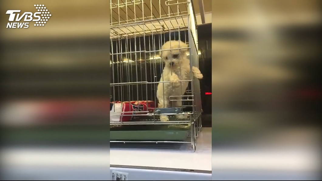 幼犬買回家6天過世! 飼主控店家「以拖待變」