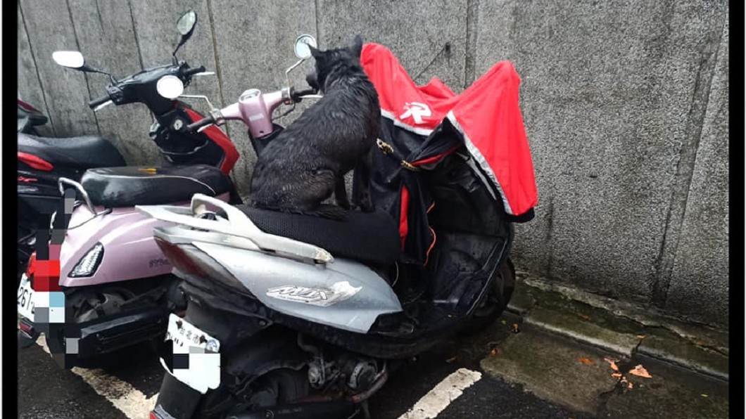 老黑狗拴機車淋整天雨 飼主挨轟致歉:這是10年默契