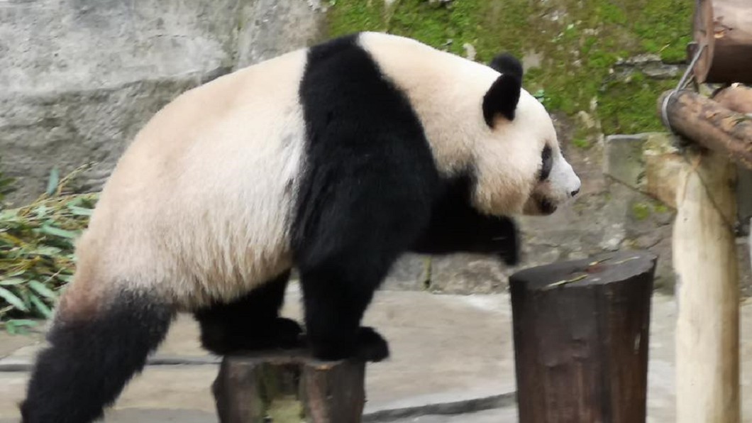 陸要送高雄兩隻貓熊 韓國瑜:看議會態度