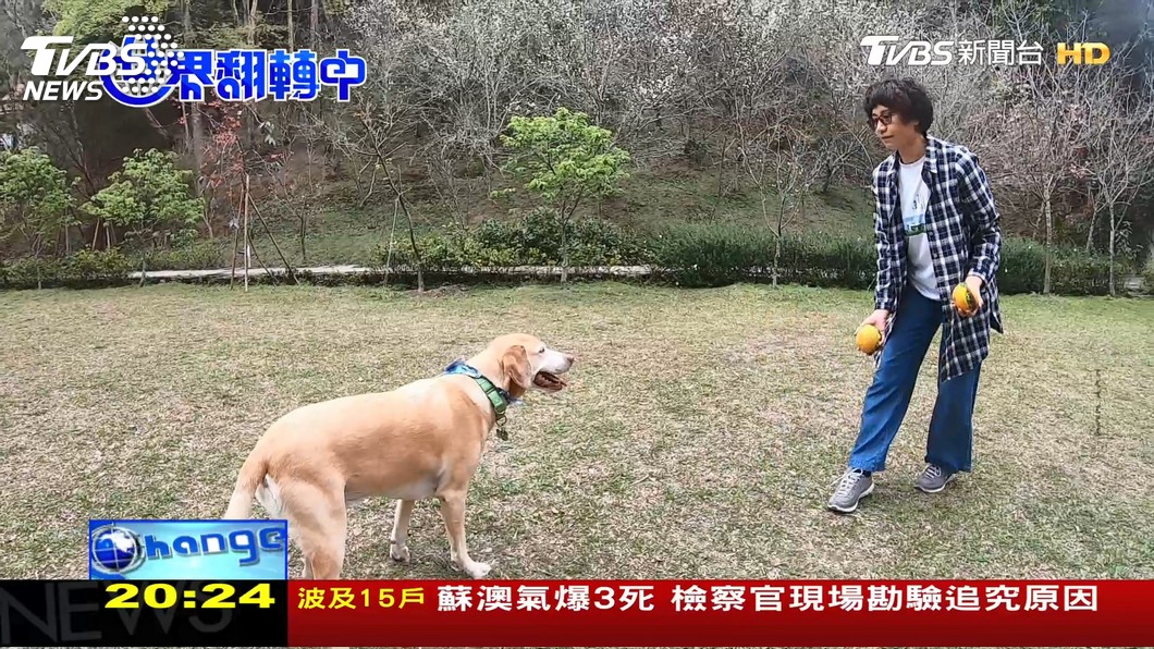 不生子只要寵物 台灣毛孩將比兒童多