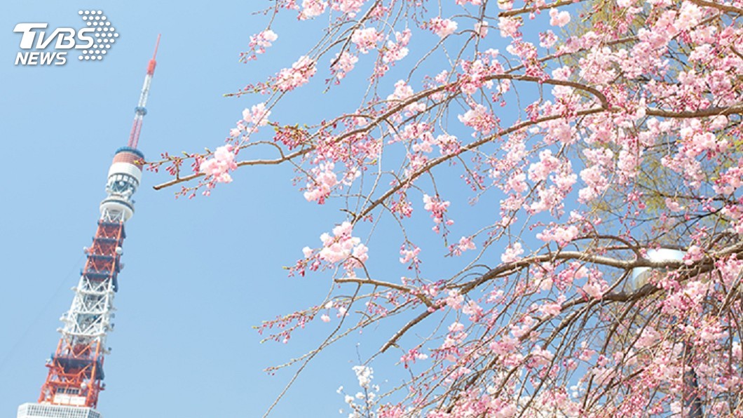 東京櫻花苞快開了！　今年賞櫻得提早一周
