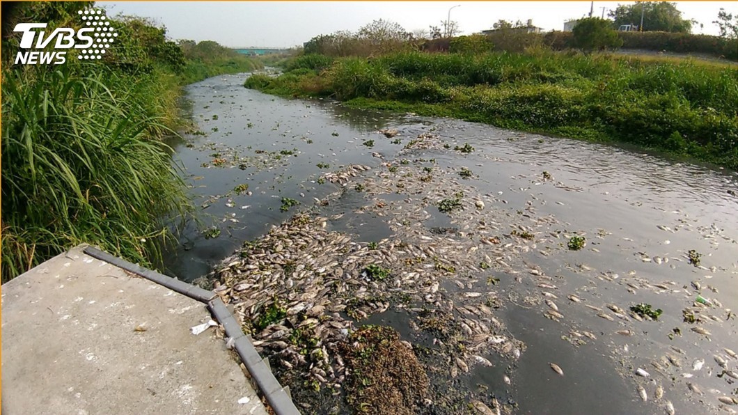 遭指配水不均致魚群死亡 水資局:多重因素