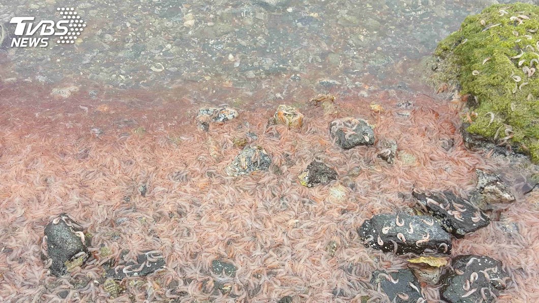 澎湖糜蝦死亡 水試所研判與季節海潮有關