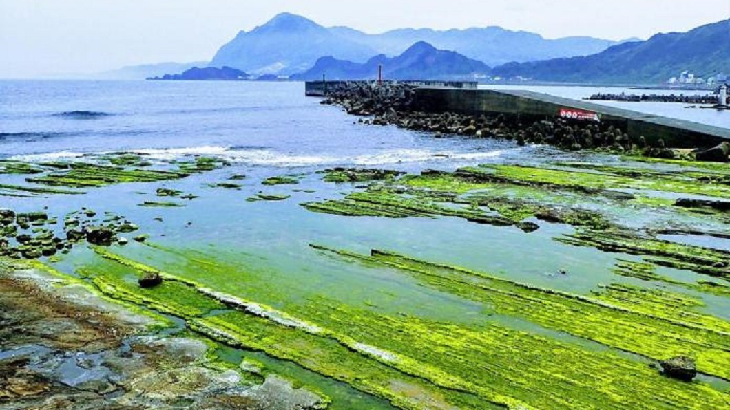 清明端午連假親子活動-潮間帶探索。(圖/Tripbaa趣吧!亞洲自由行專家)