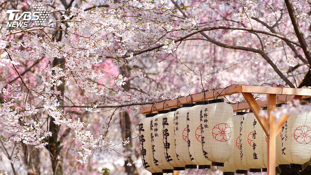 東京熱到櫻花開了！　賞櫻季周四起登場