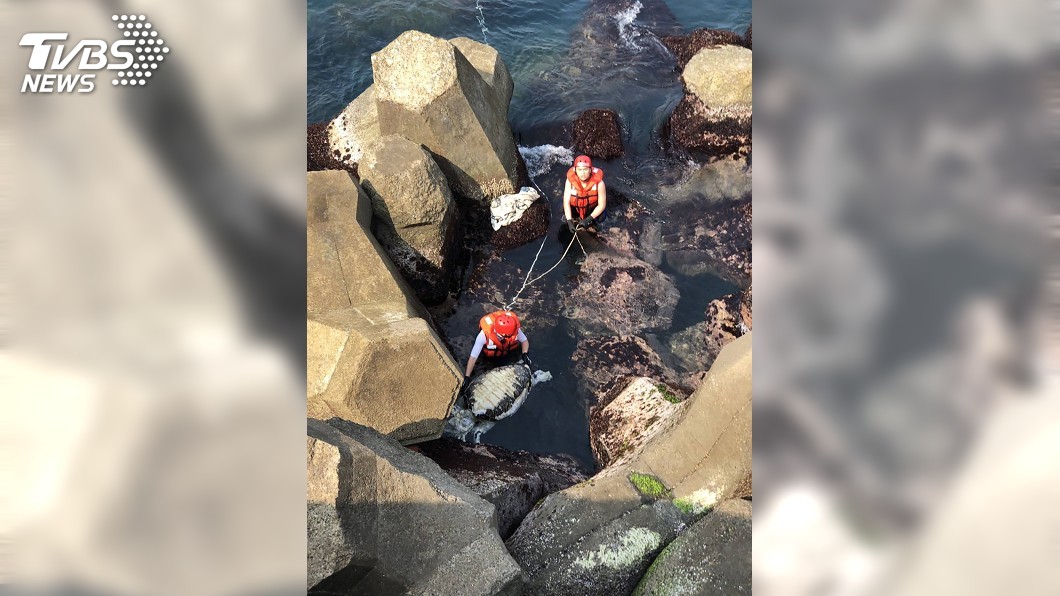 綠蠵龜命喪消波塊 岸巡助研究死因