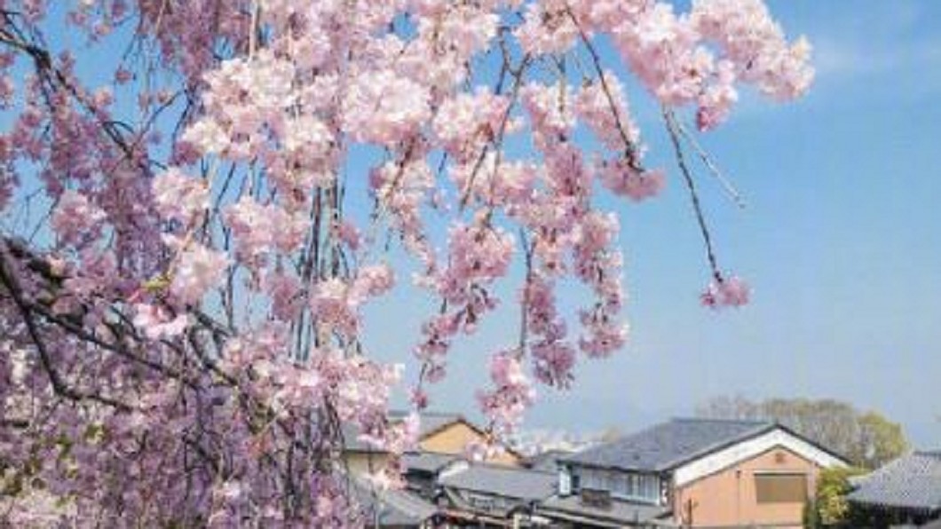日本正值櫻花季 街頭瀰漫浪漫氣息