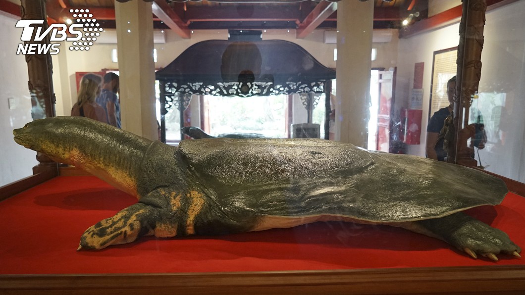 全球剩3隻!越南120歲巨鱉 死後待遇「遠超毛澤東」