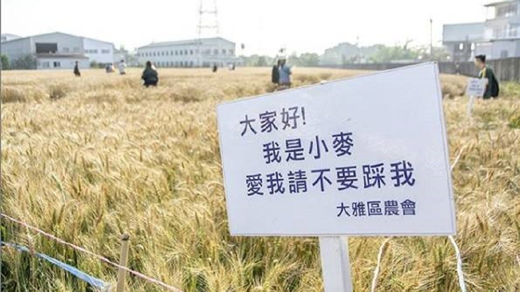 直接無視告示牌!網美踐踏黃金麥田拍照 大雅人怒了
