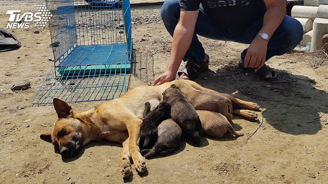 母愛真偉大！母狗肉身擋吊車　捨命保護6初生幼犬