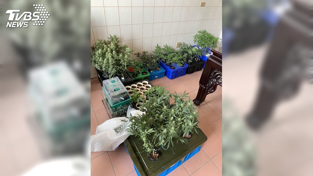 台中屏東破獲大麻工廠 警方查扣水耕設備逮2嫌