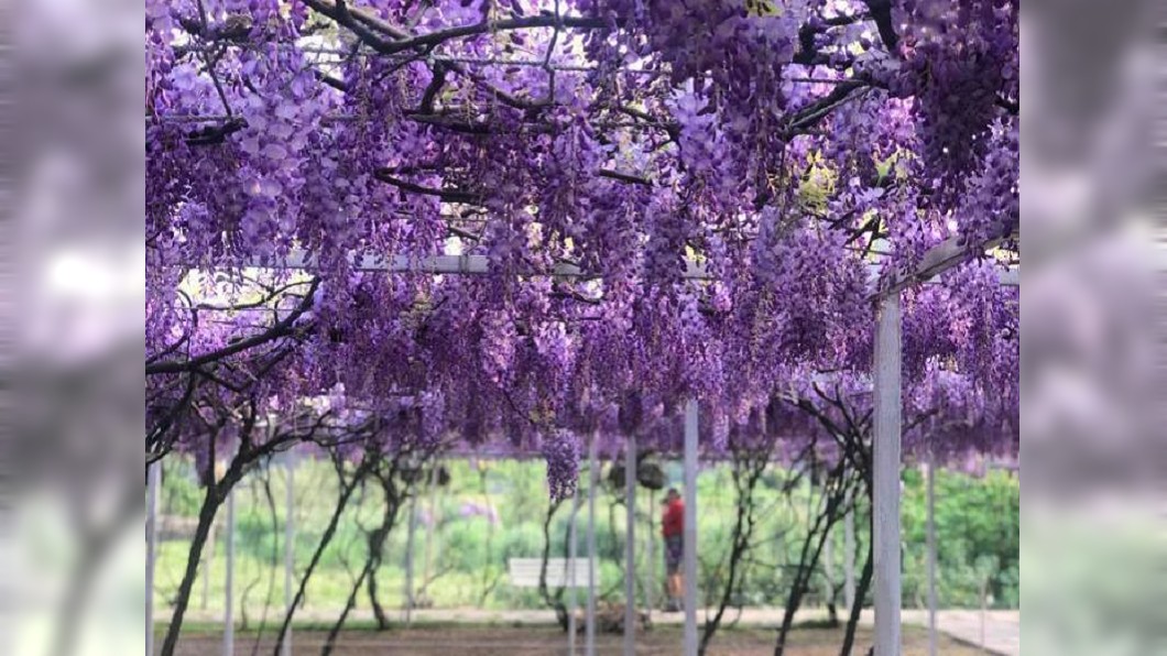 紫藤花。(圖/翻攝自紫藤咖啡園(一店)(屯山園區)臉書)