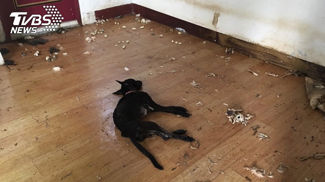 飼主搬家留2犬守屋 黑狗狂啃同伴屍骨止飢仍亡