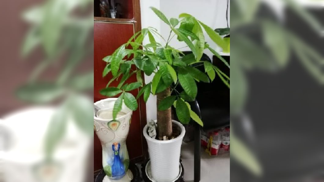 種植物防霧霾! 南韓做實驗「發財樹」最有效