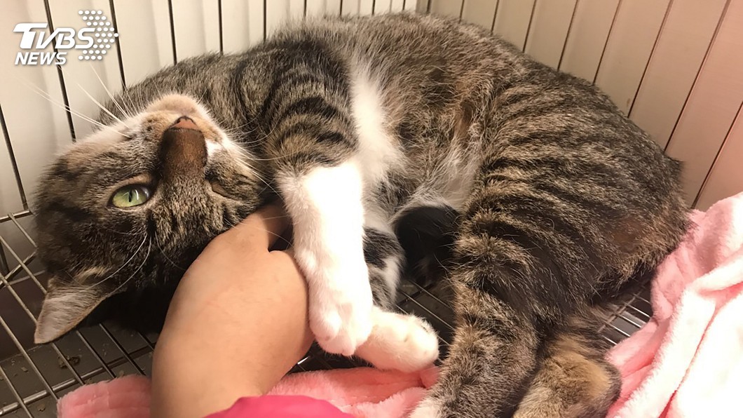 動物之家流浪犬貓進駐店面 增認養機會