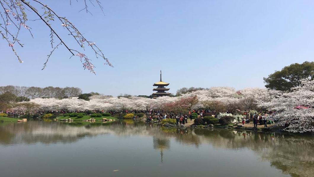 賞櫻不需赴日 中國大陸吹起櫻花經濟