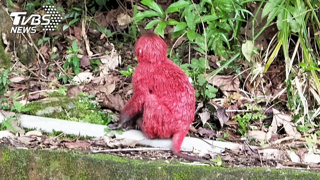 太缺德!獼猴竟被潑漆染紅 眼神哀慘遭同伴排擠