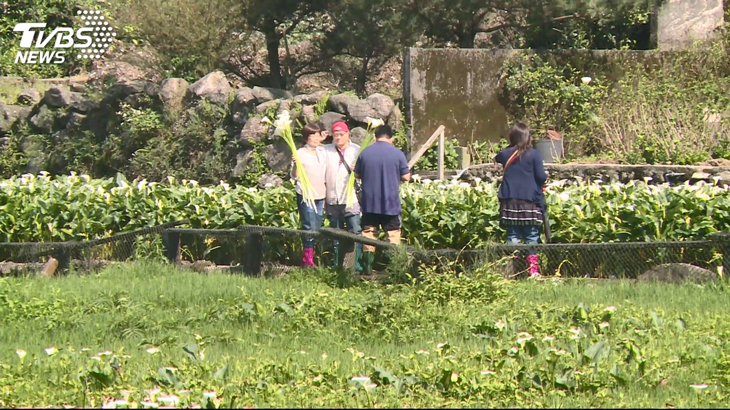 擺pose卻慘摔海芋田 他出賣「女友糗照」萬人笑翻