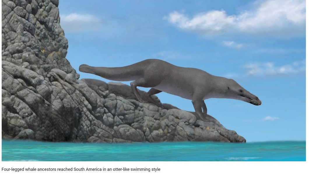 鴨嘴獸?馬來貘?鯨魚祖先現身 竟有4條腿