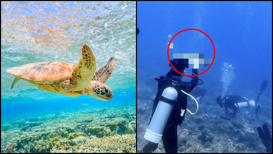 一張照片罰30萬!潛水男爽摸海龜 網:關他氧氣瓶