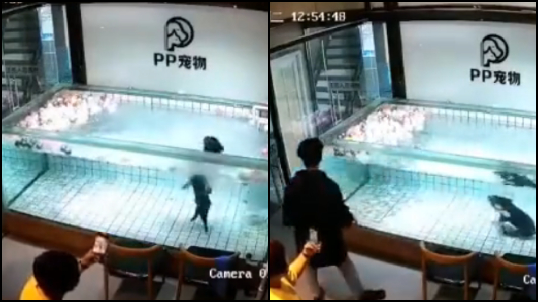 法鬥被硬扔活活溺死 飼主錄影笑:牠不會游耶