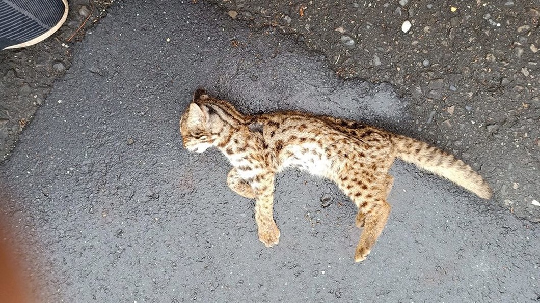 小石虎陳屍路邊 研究團隊:首次犬殺案例
